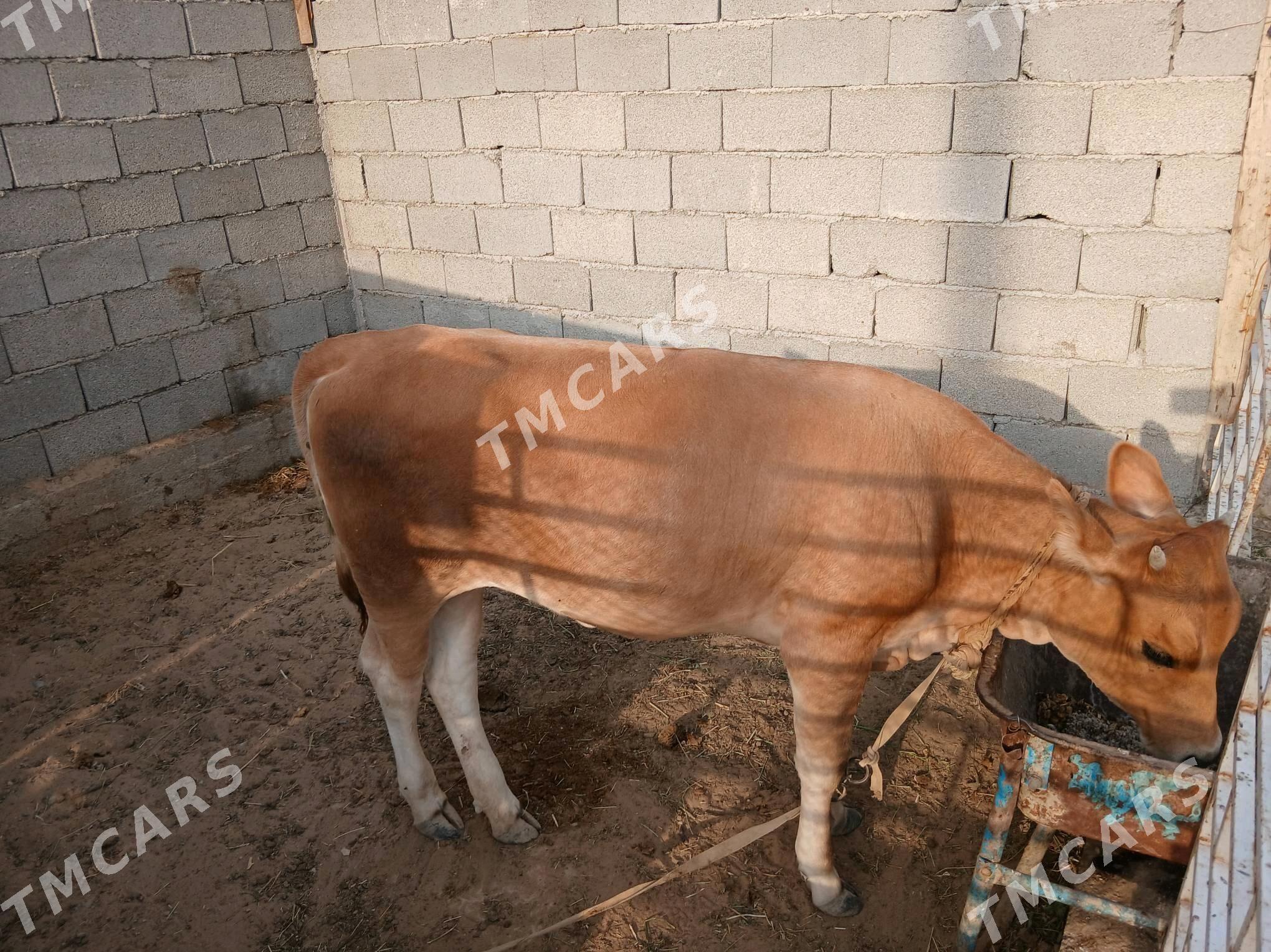 Tüwe Göle - Анев - img 1