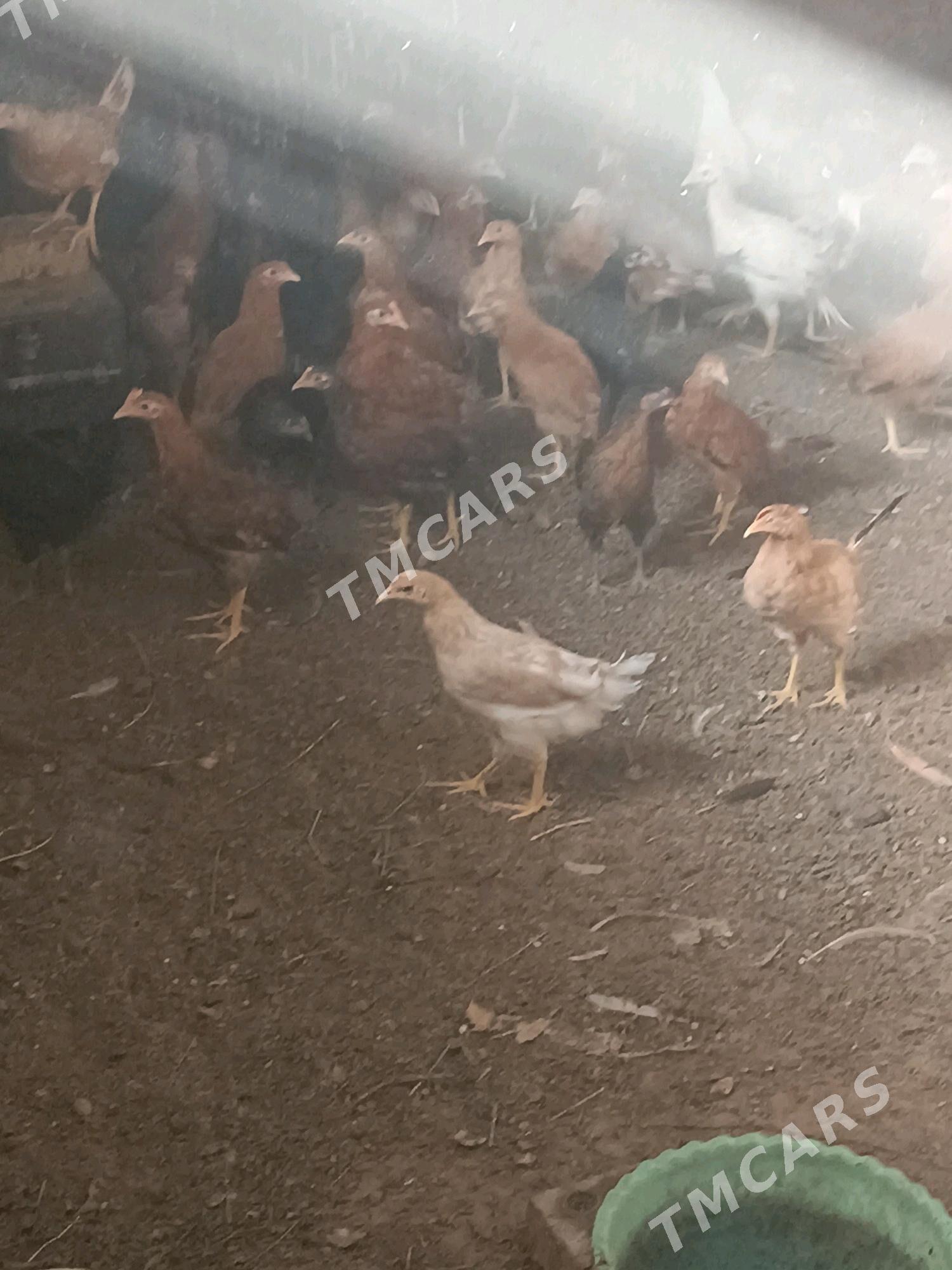 Jüÿje - Сакарчага - img 2
