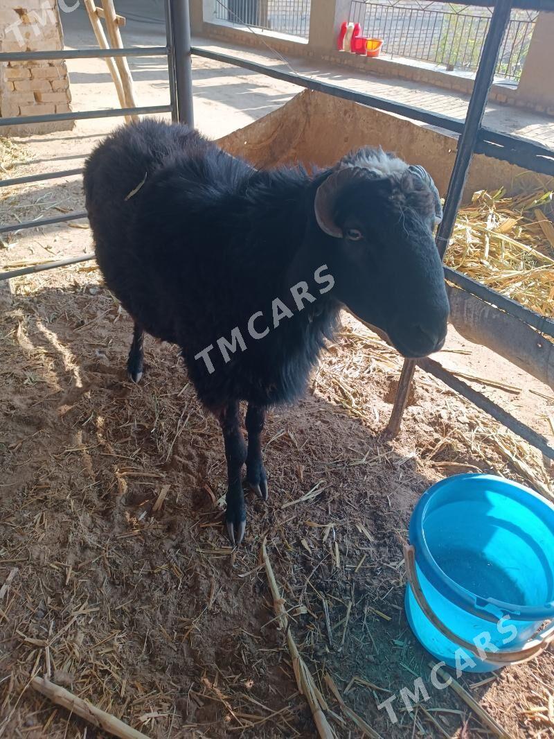 koclar - Farap - img 2