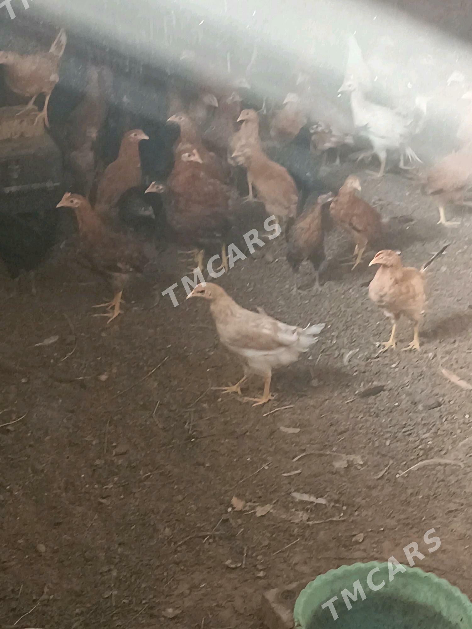Jûÿje - Sakarçäge - img 2