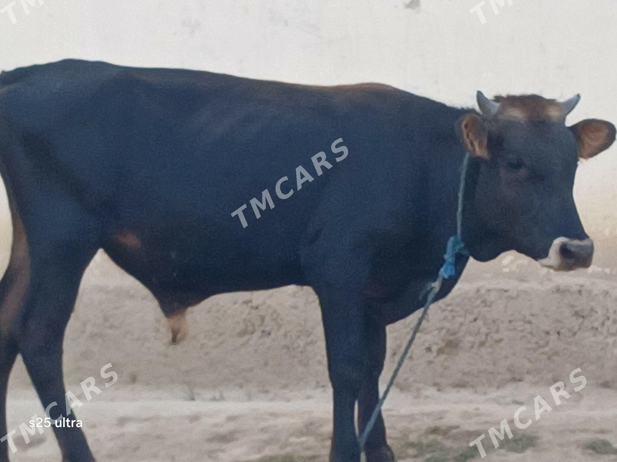 şwes öküz - Бузмеин - img 2