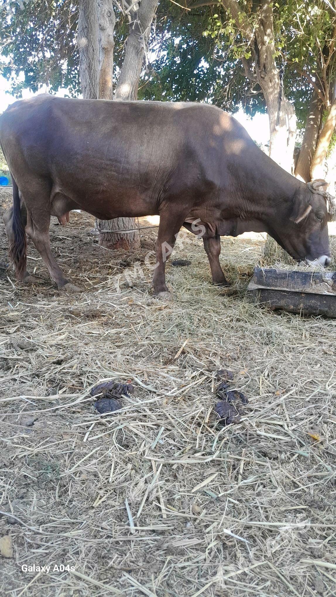 bakilan sigir - Arkadag - img 3