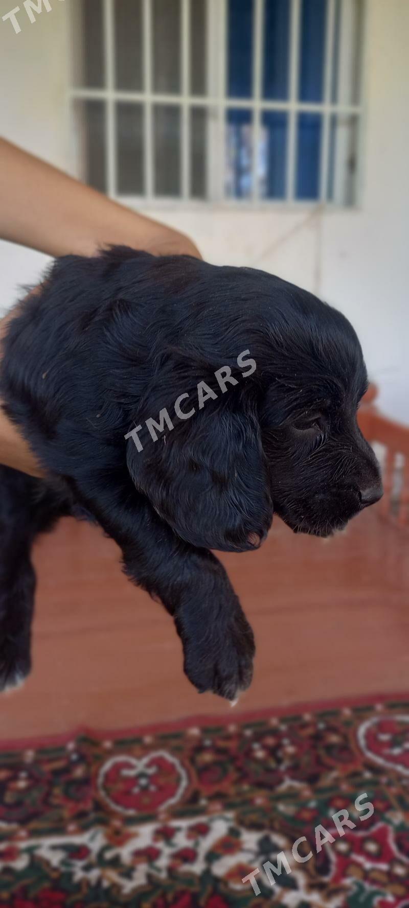 Arassa  rus  spaniel - Дашогуз - img 3