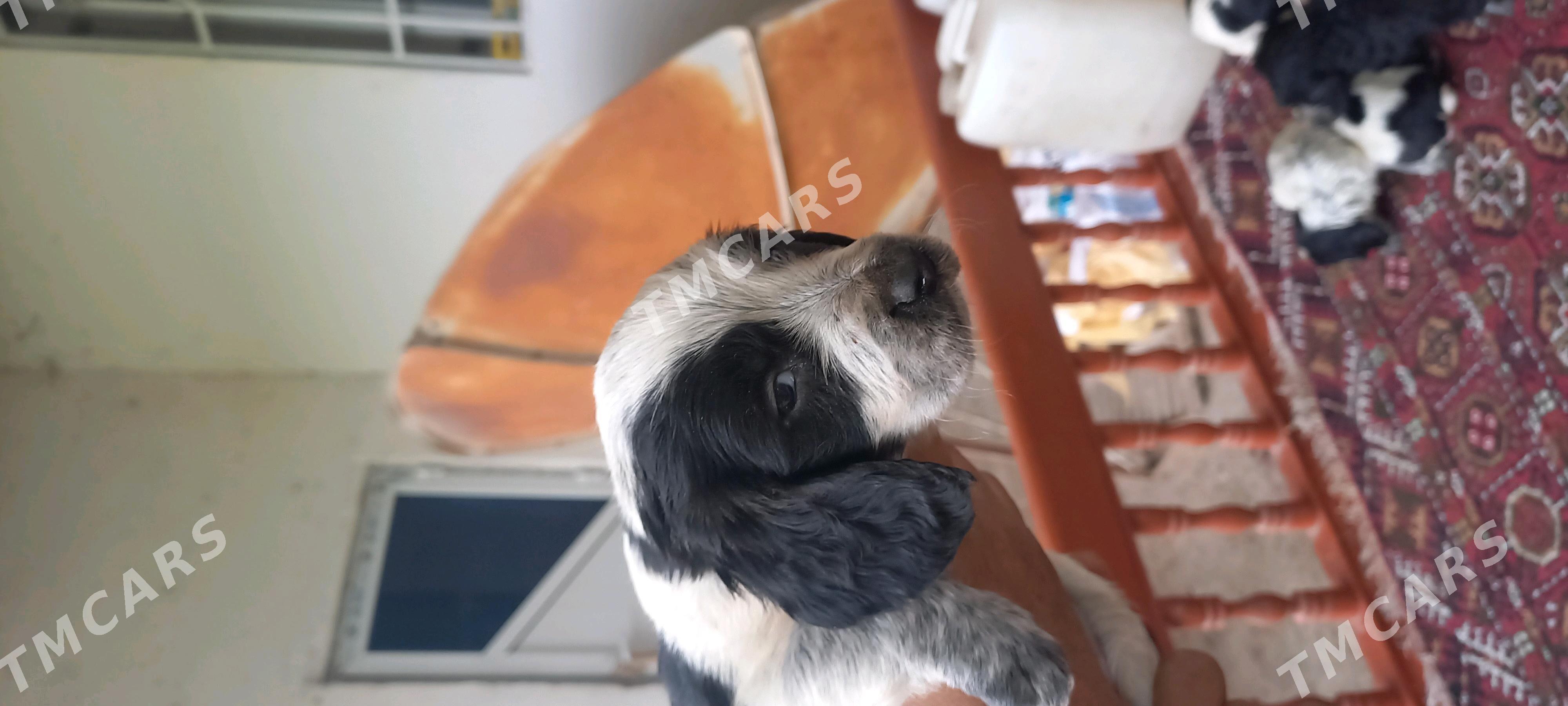 Arassa  rus  spaniel - Дашогуз - img 5