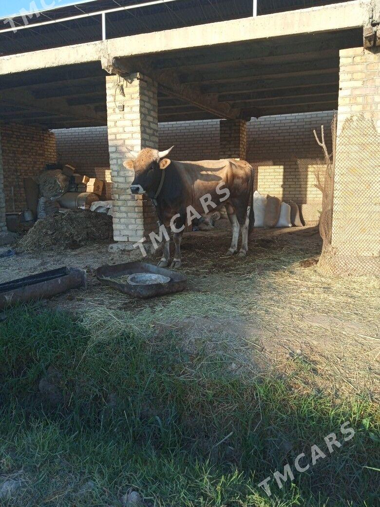 ÖKÜZ ŞWES - Baýramaly - img 3
