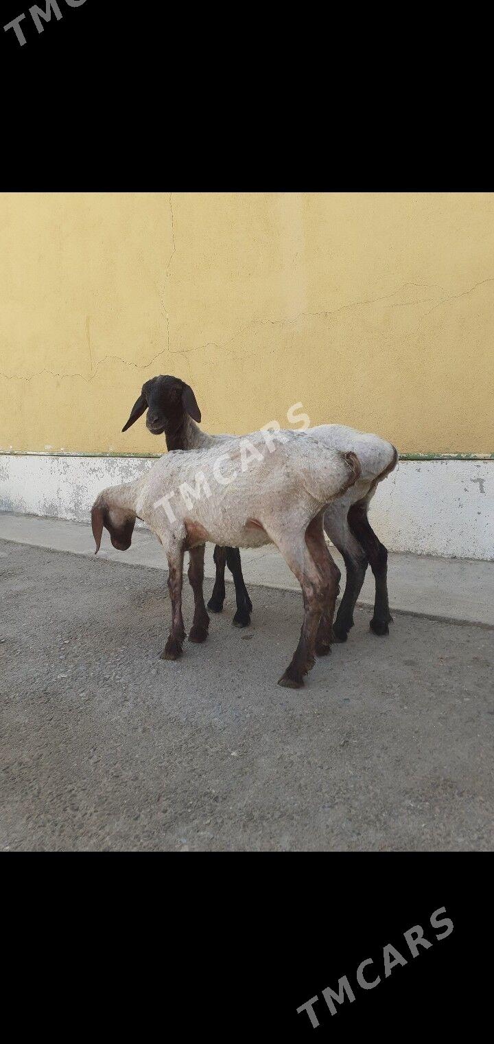 Tokli - Гарадамак Шор - img 2