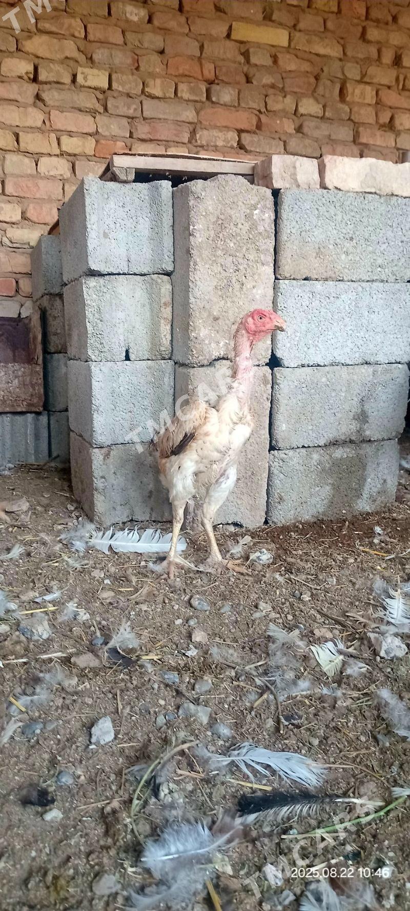 Taşkent mäki - Kaka - img 3