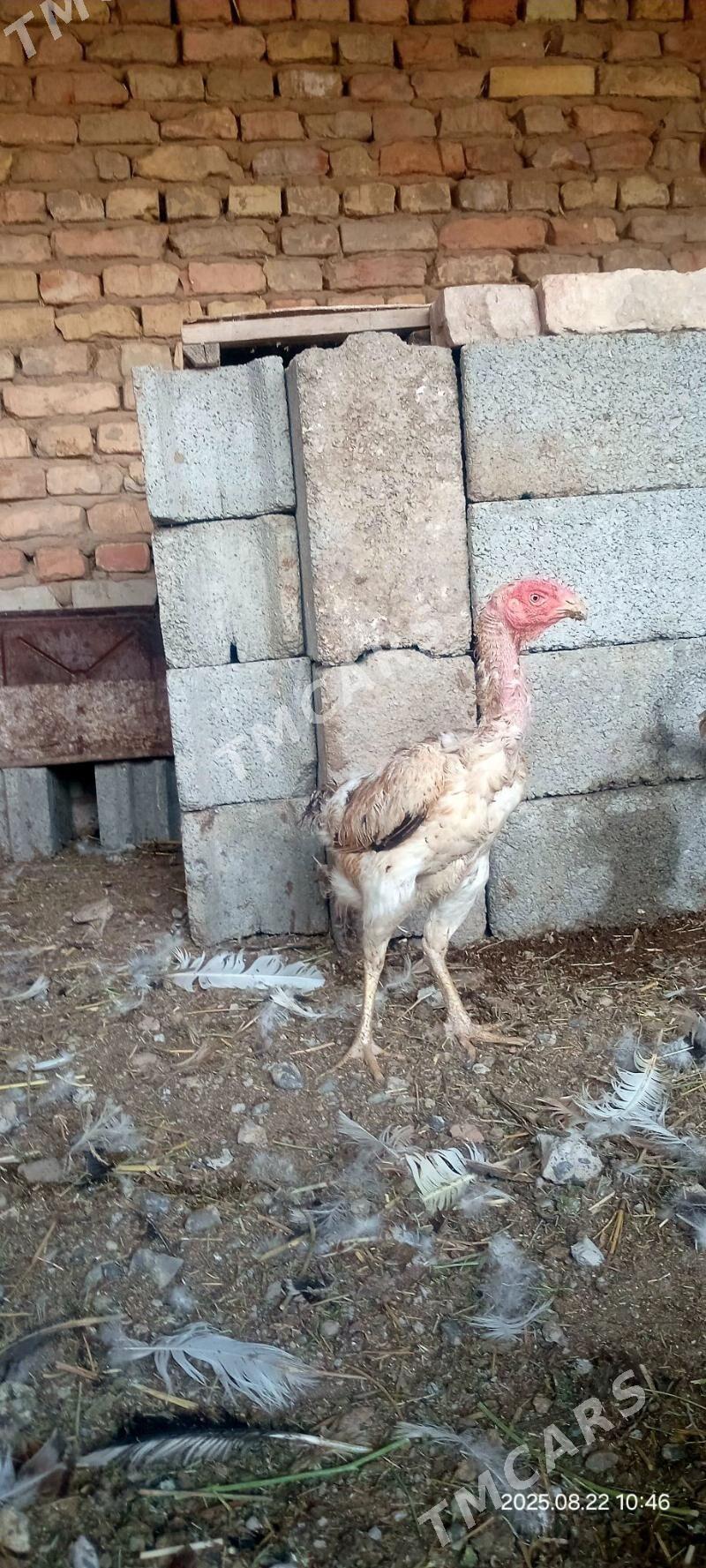 Taşkent mäki - Kaka - img 2