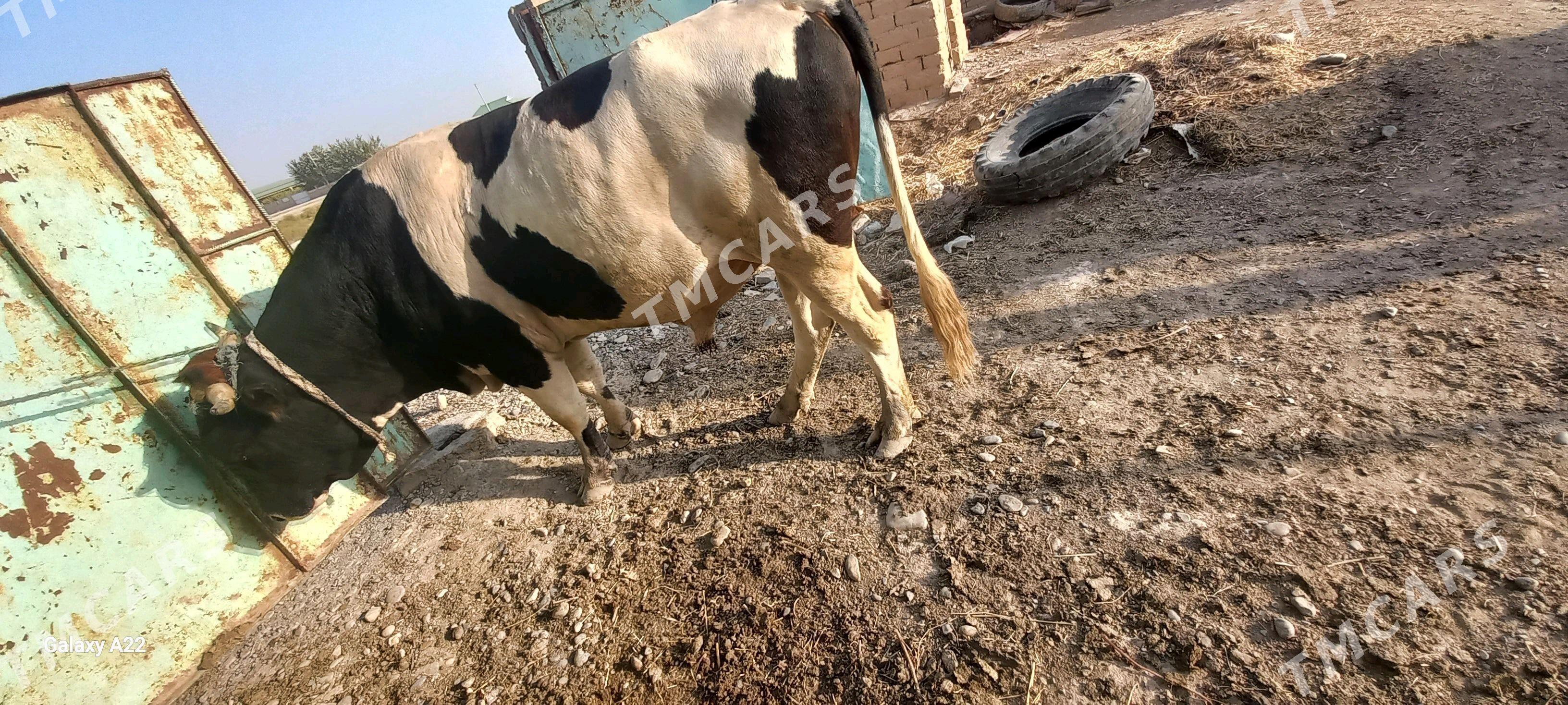 ALA OKUZ GIBIRIT - Kaka - img 2