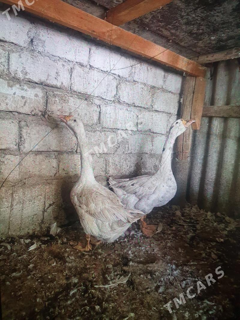 Guş - Büzmeýin - img 2