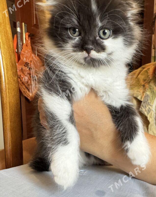 Вислоухий котенок - Мир 7 - img 2