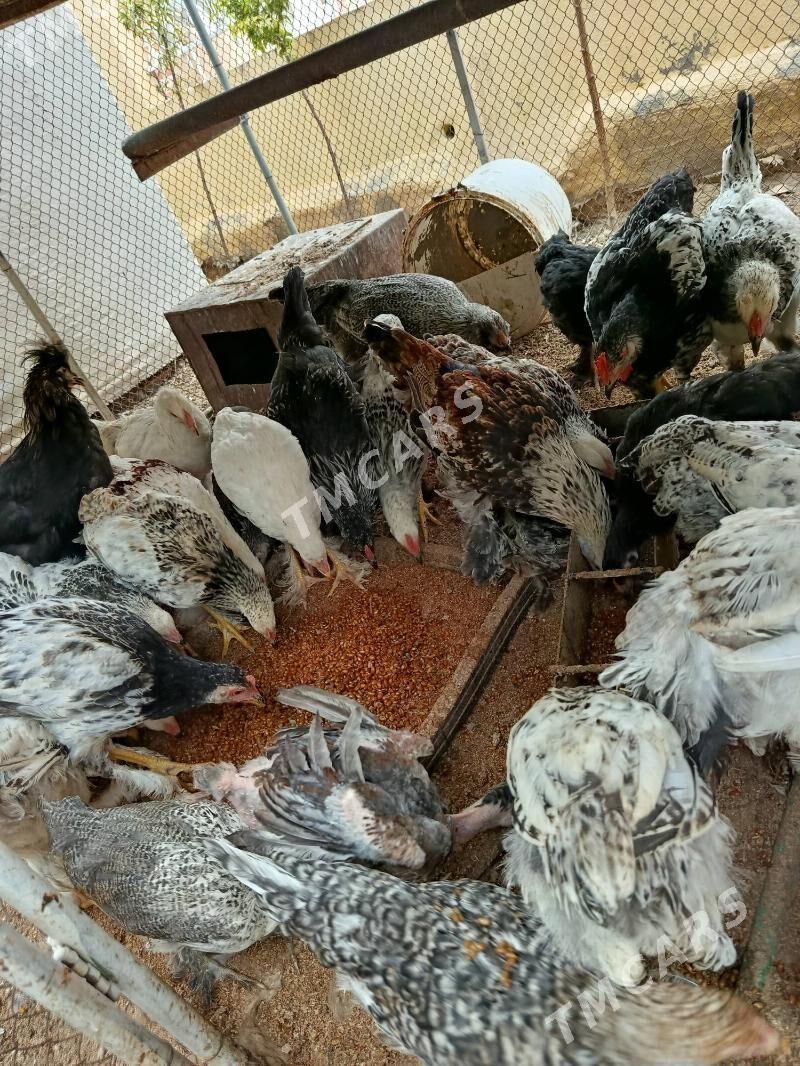 Balgar towuk juyje - Çoganly - img 2