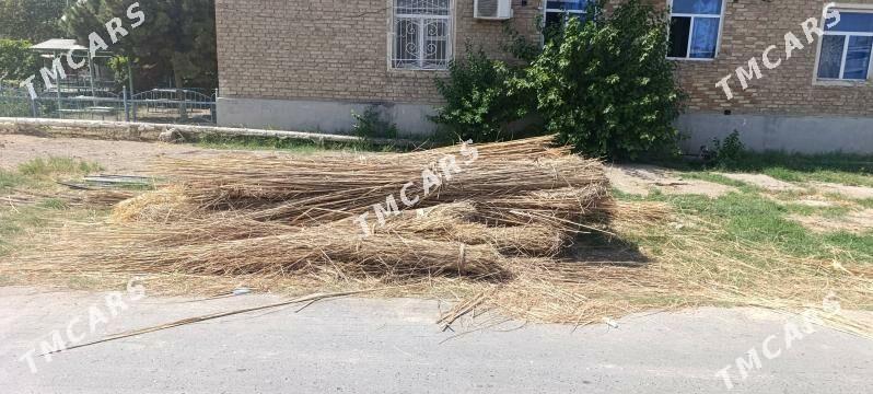 Gamyş - Türkmenabat - img 2