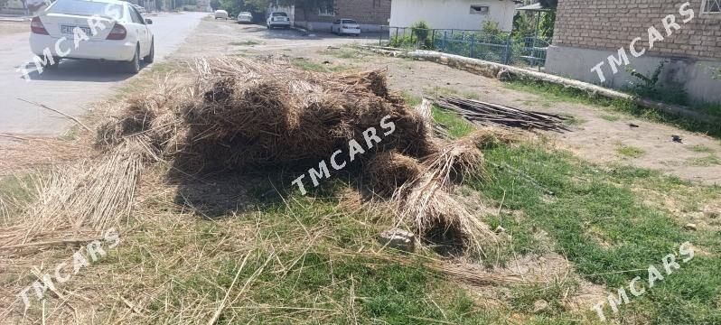 Gamyş - Türkmenabat - img 3