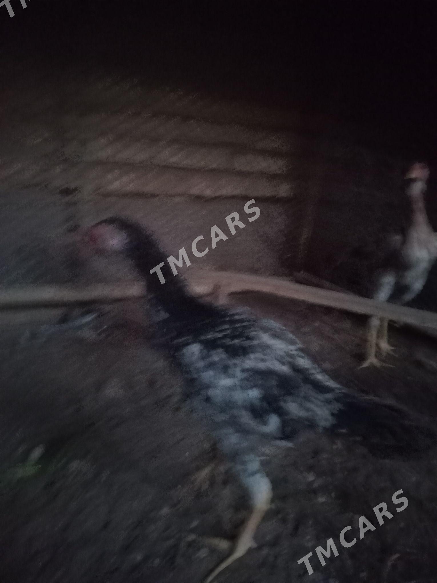 товук. - Farap - img 2