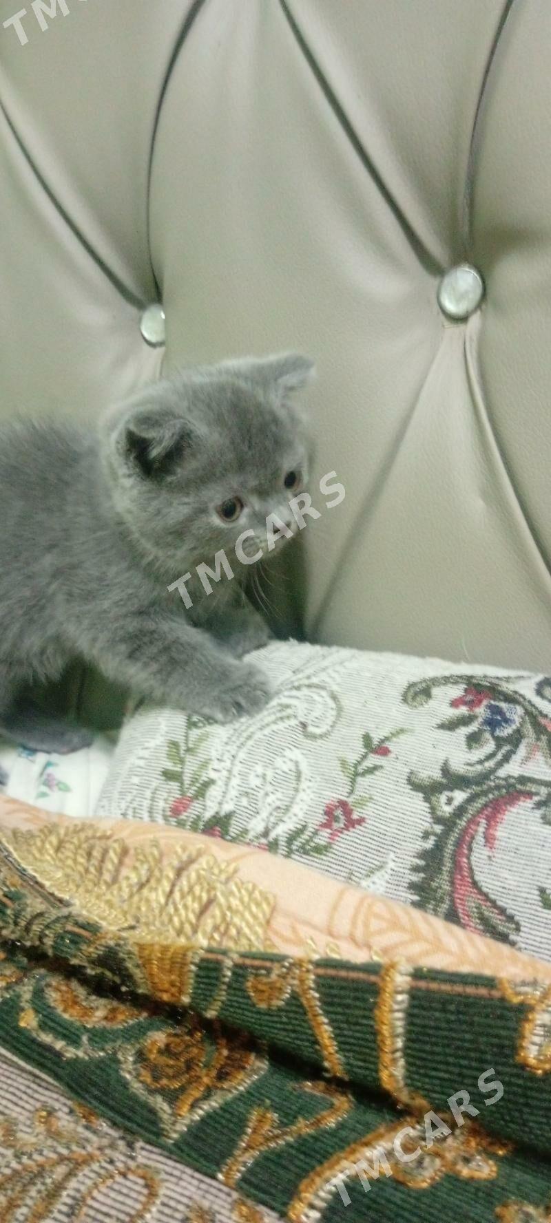 Котенок - Туркменабат - img 3