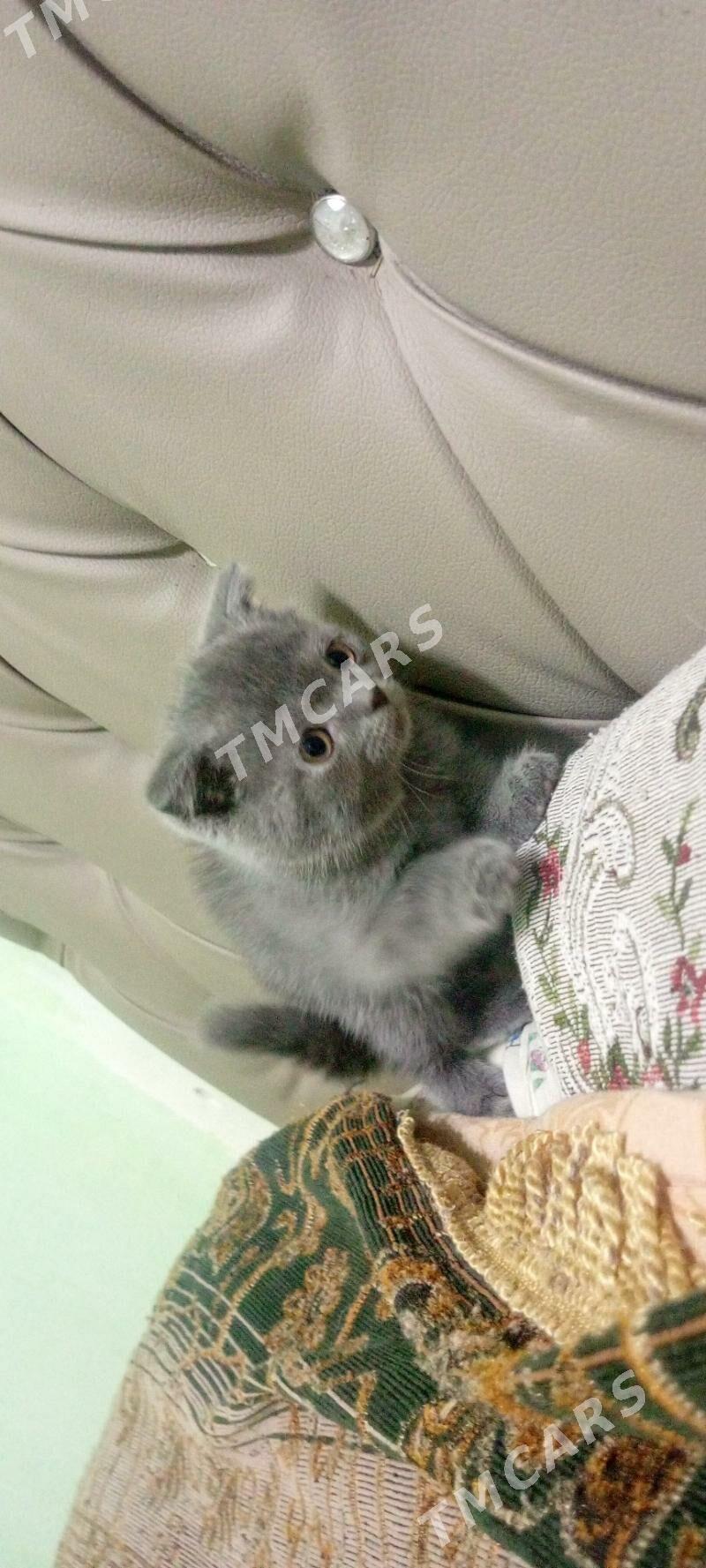 Котенок - Туркменабат - img 2