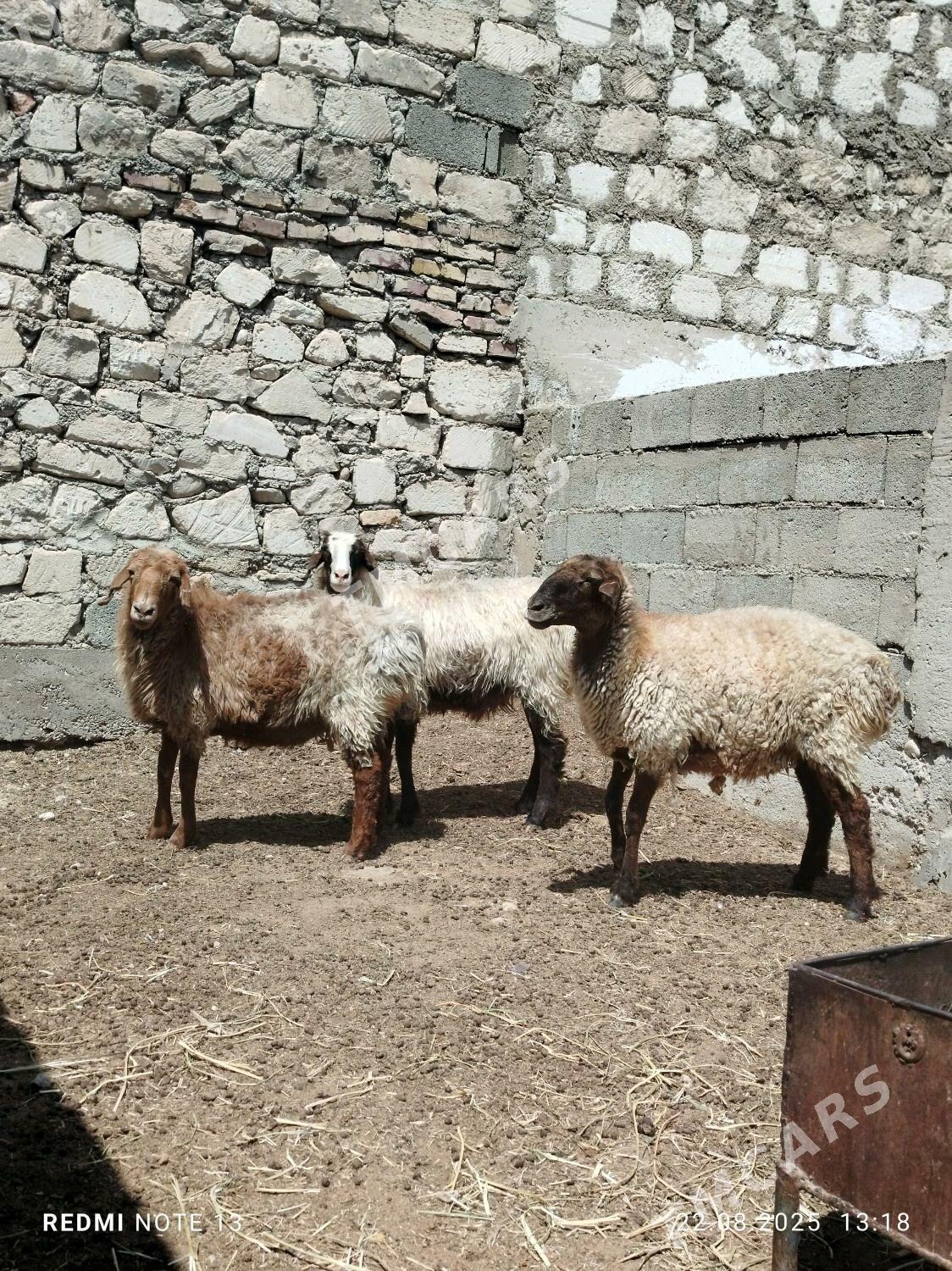 Goyun Geçi - Balkanabat - img 2