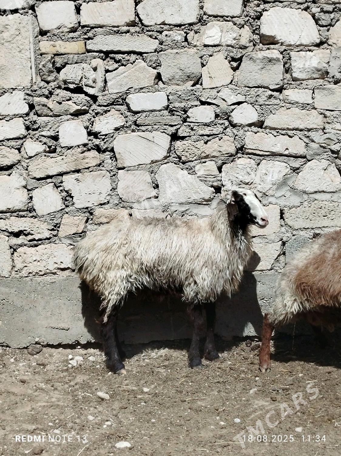 Goyun Geçi - Balkanabat - img 3