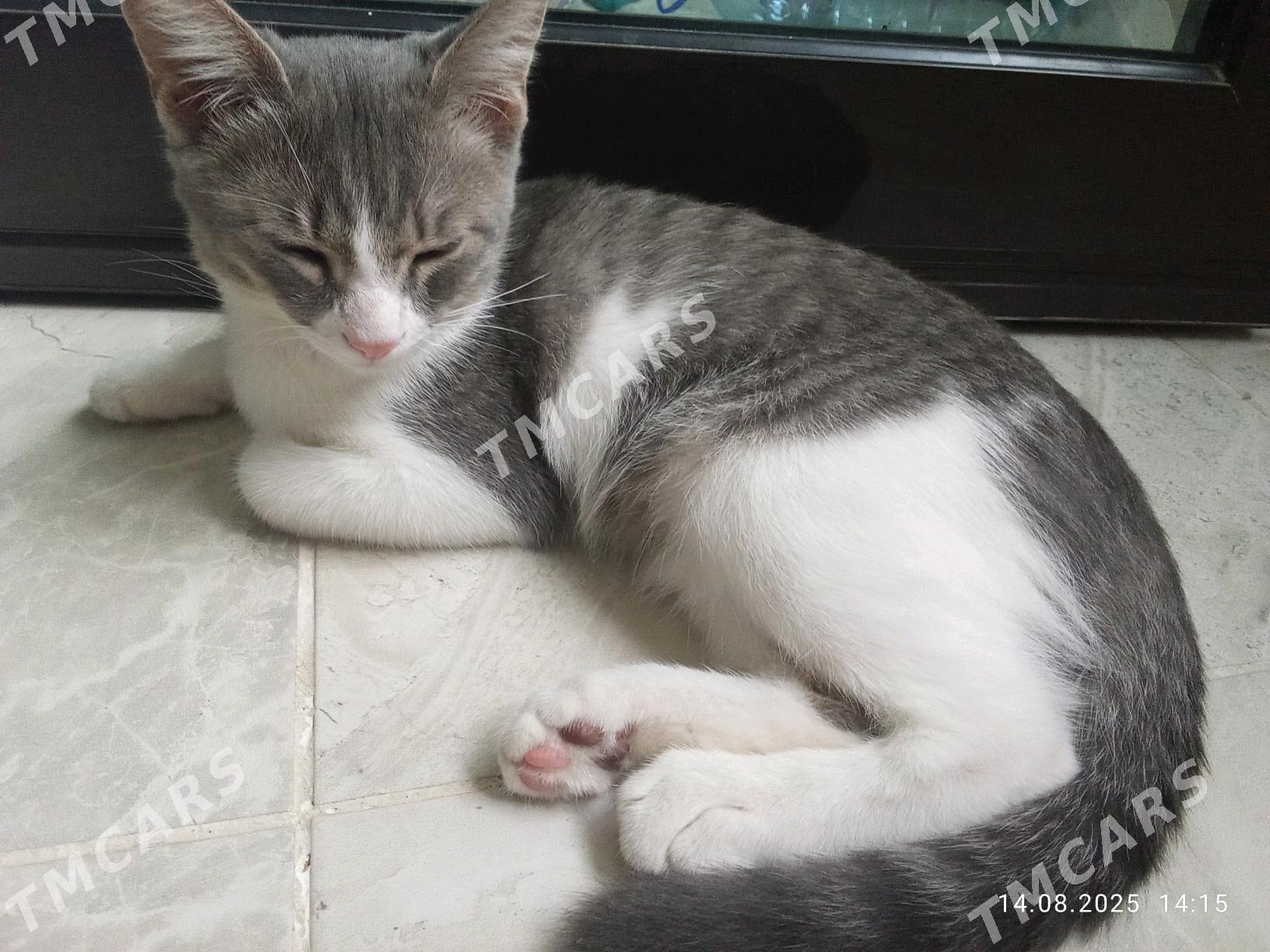 котенок 8 месячный - Бузмеин - img 3