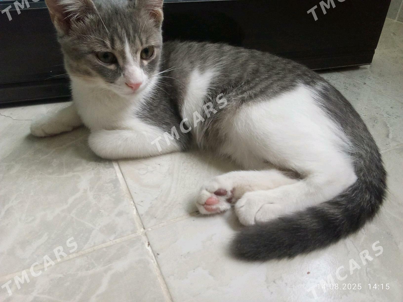 котенок 8 месячный - Бузмеин - img 2