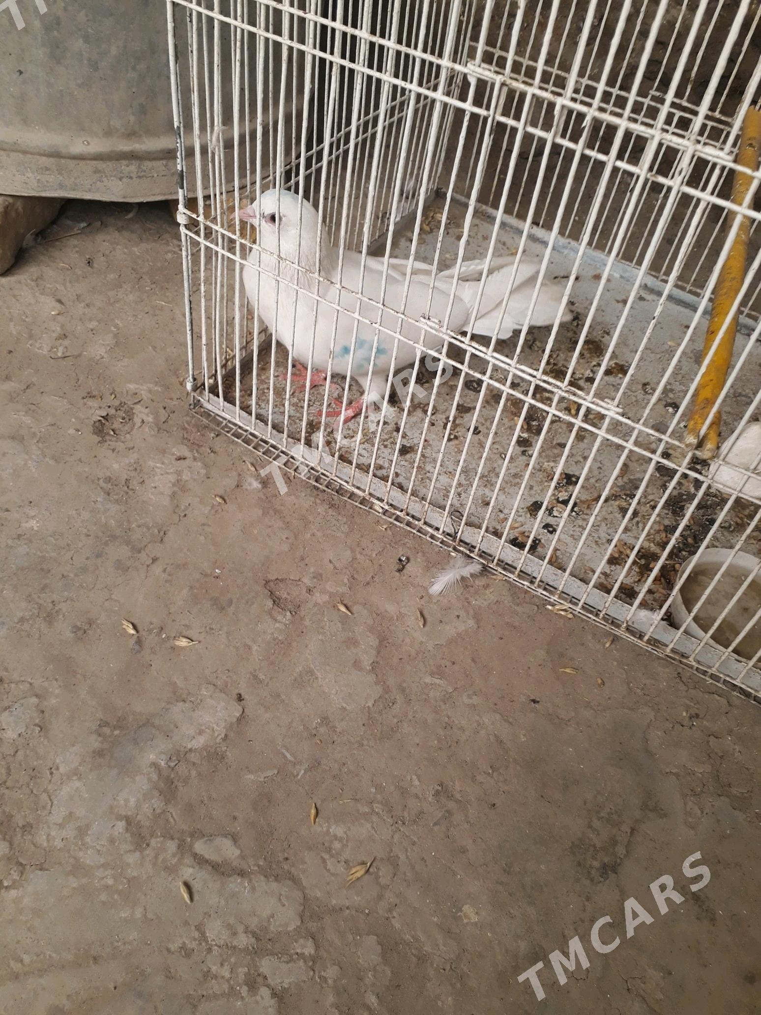 Kepder - Daşoguz - img 1