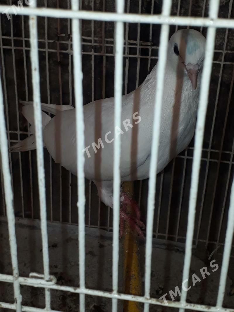 Kepder - Daşoguz - img 2