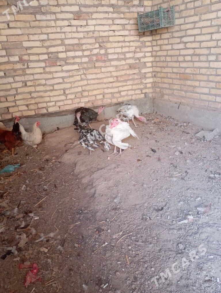 индюк джужелер 4 айлык - Farap - img 3