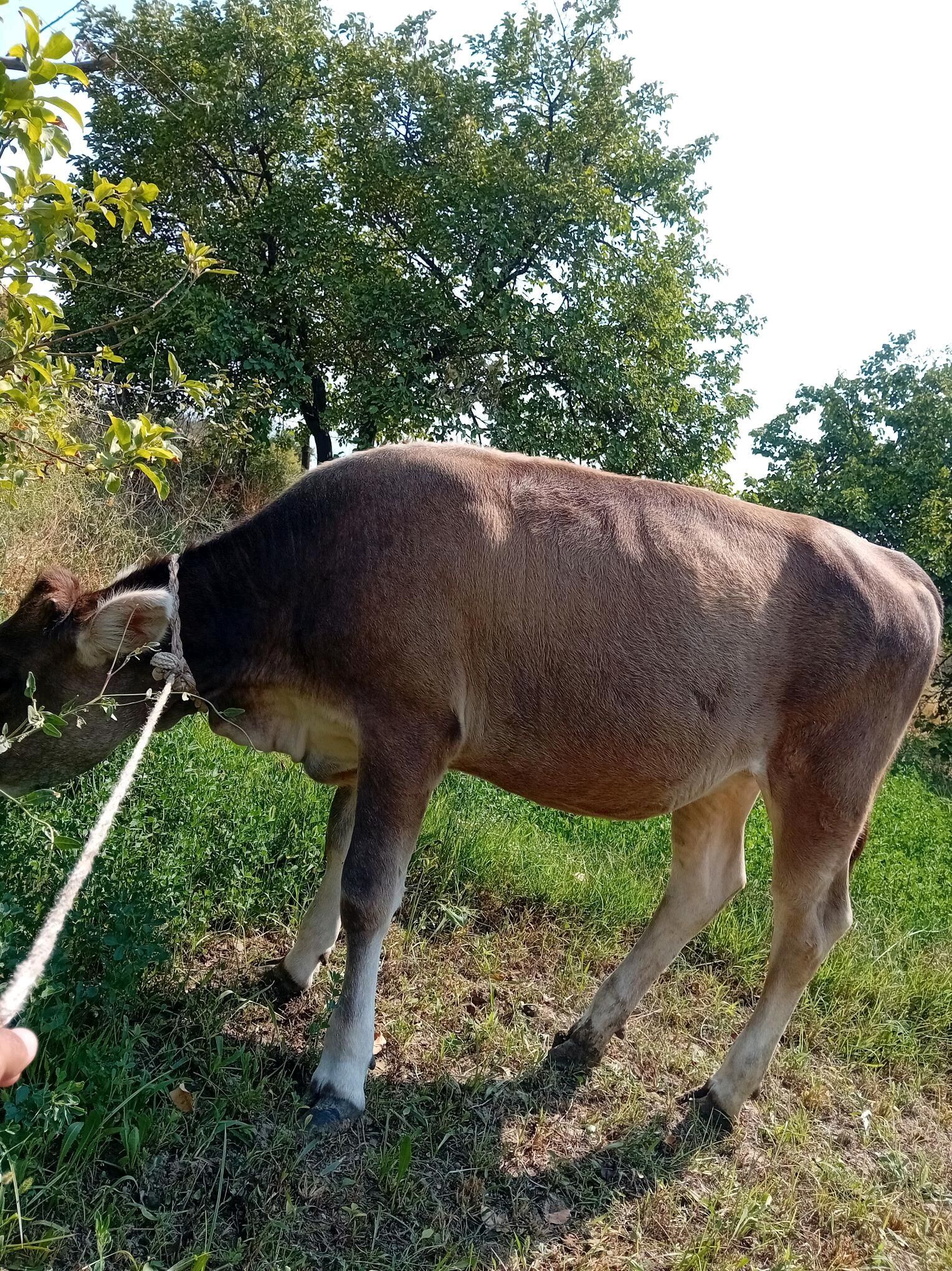 şwes tuwe - Gökdepe - img 3