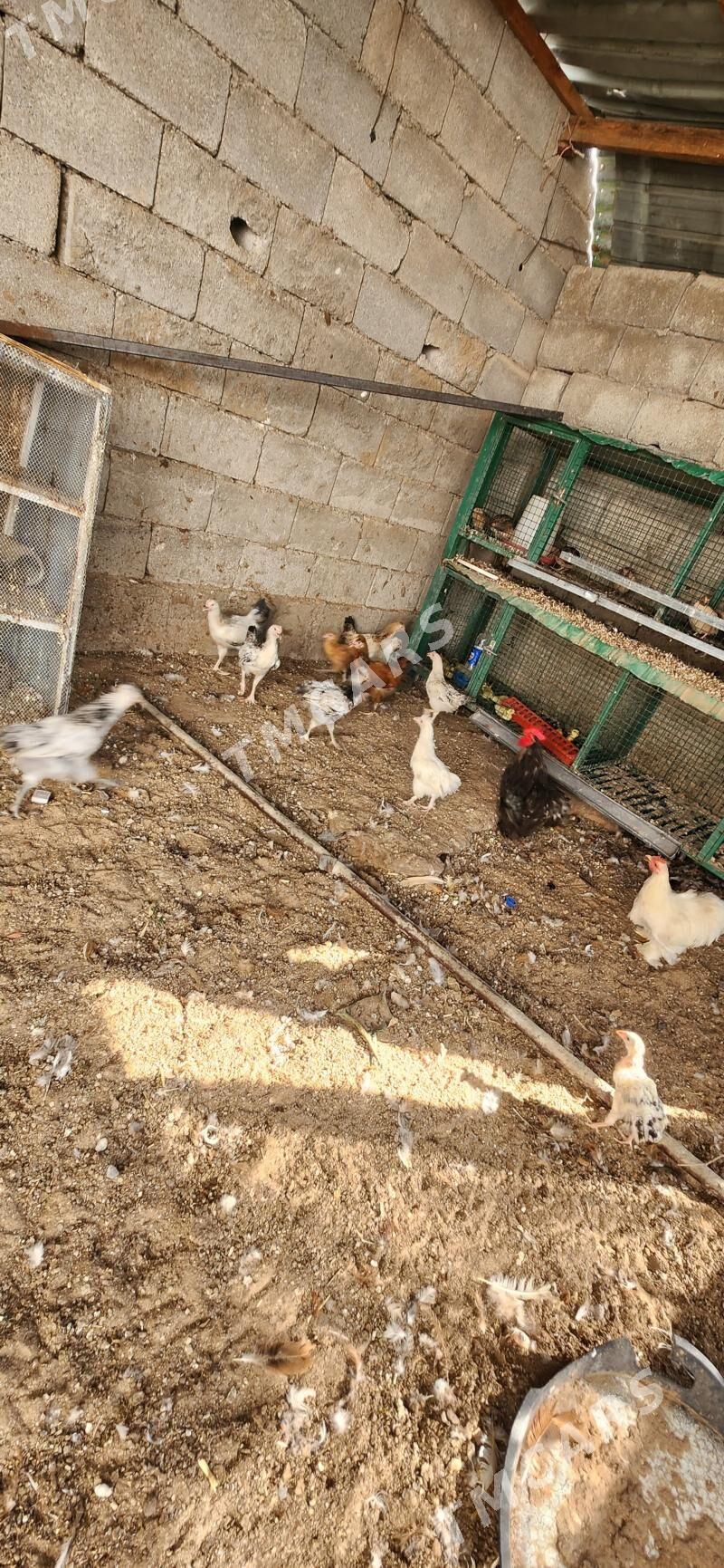 towuk - Çoganly - img 2