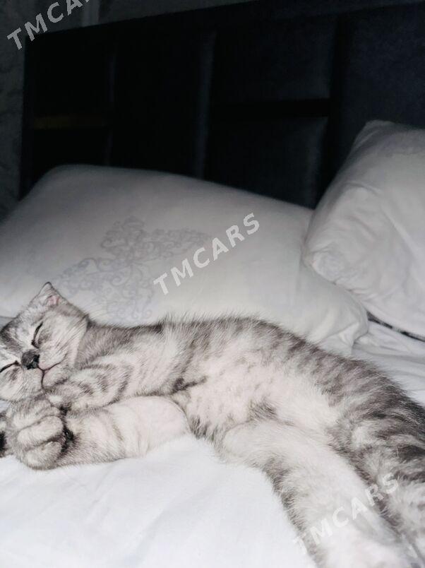 котят - Bagyr - img 2