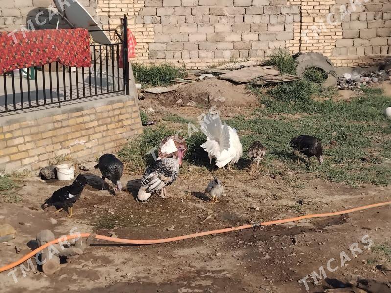 indyuklar - Türkmenabat - img 4