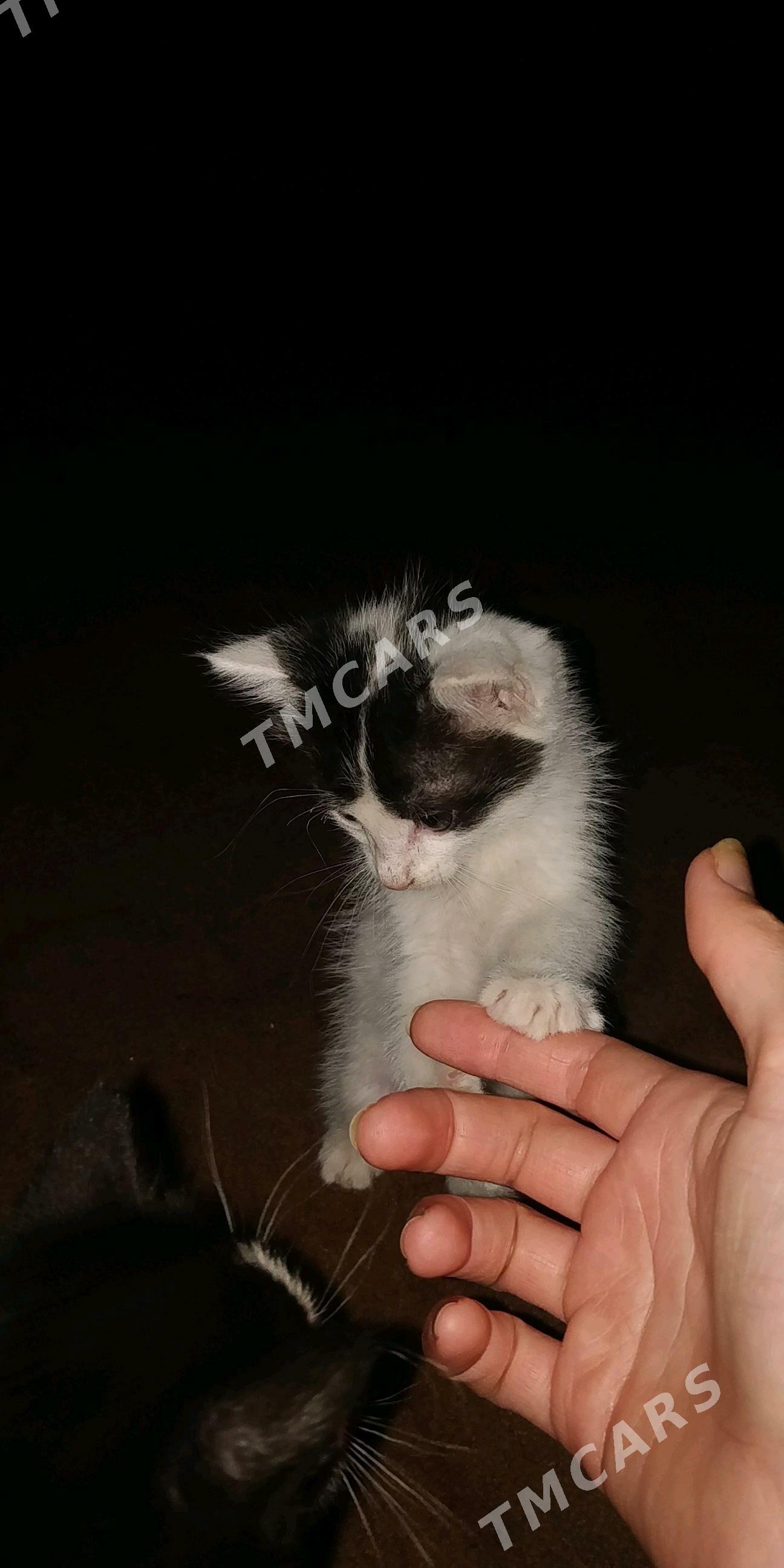 кот и кошка - Daşoguz - img 2