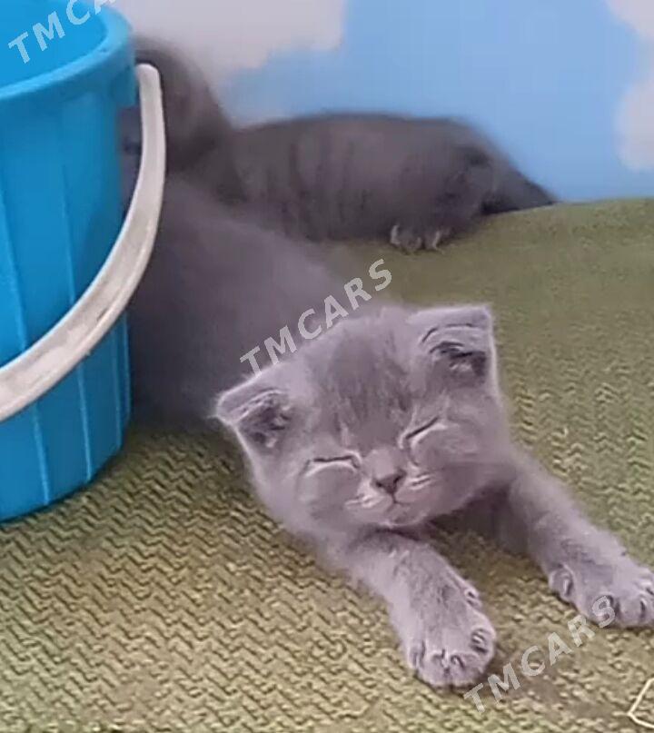 котята - Türkmenabat - img 2