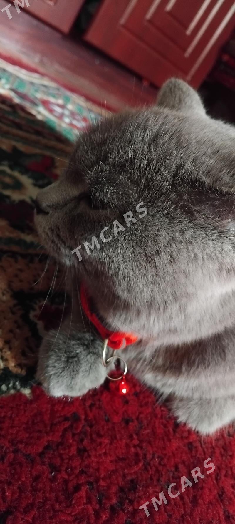 Британский кошка  - Türkmenabat - img 2