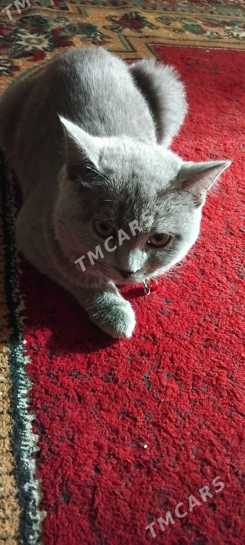 Британский кошка  - Türkmenabat - img 4