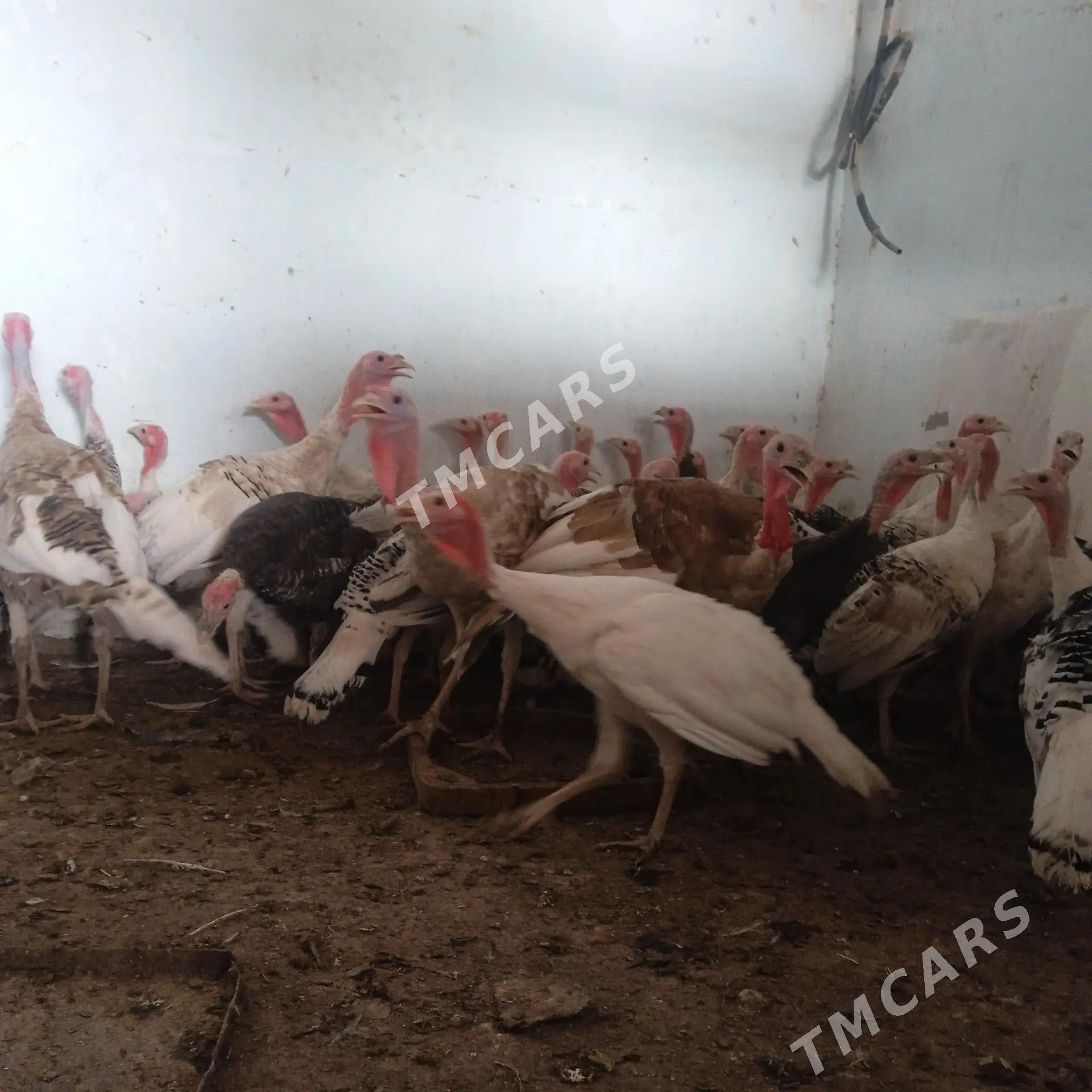 İnduk - Halaç - img 2