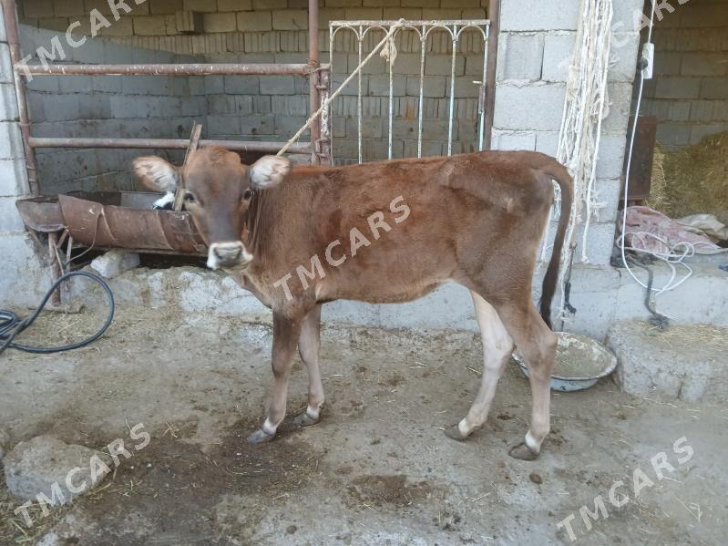 swes tuwe arassa - Büzmeýin - img 2