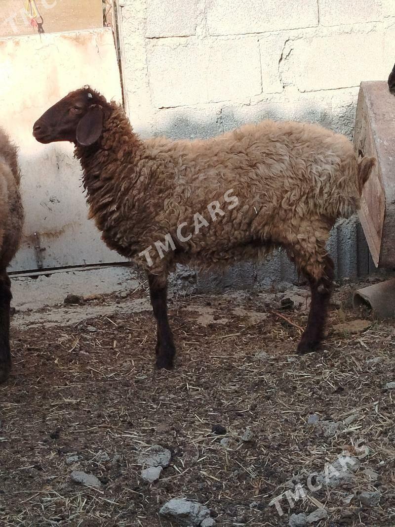 Goýun ve işşek - Gökdepe - img 2