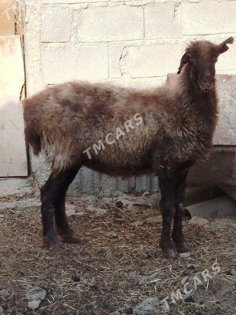 Goýun ve işşek - Gökdepe - img 4