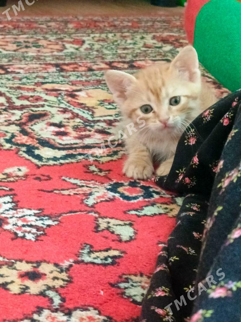 pişik - Ашхабад - img 2