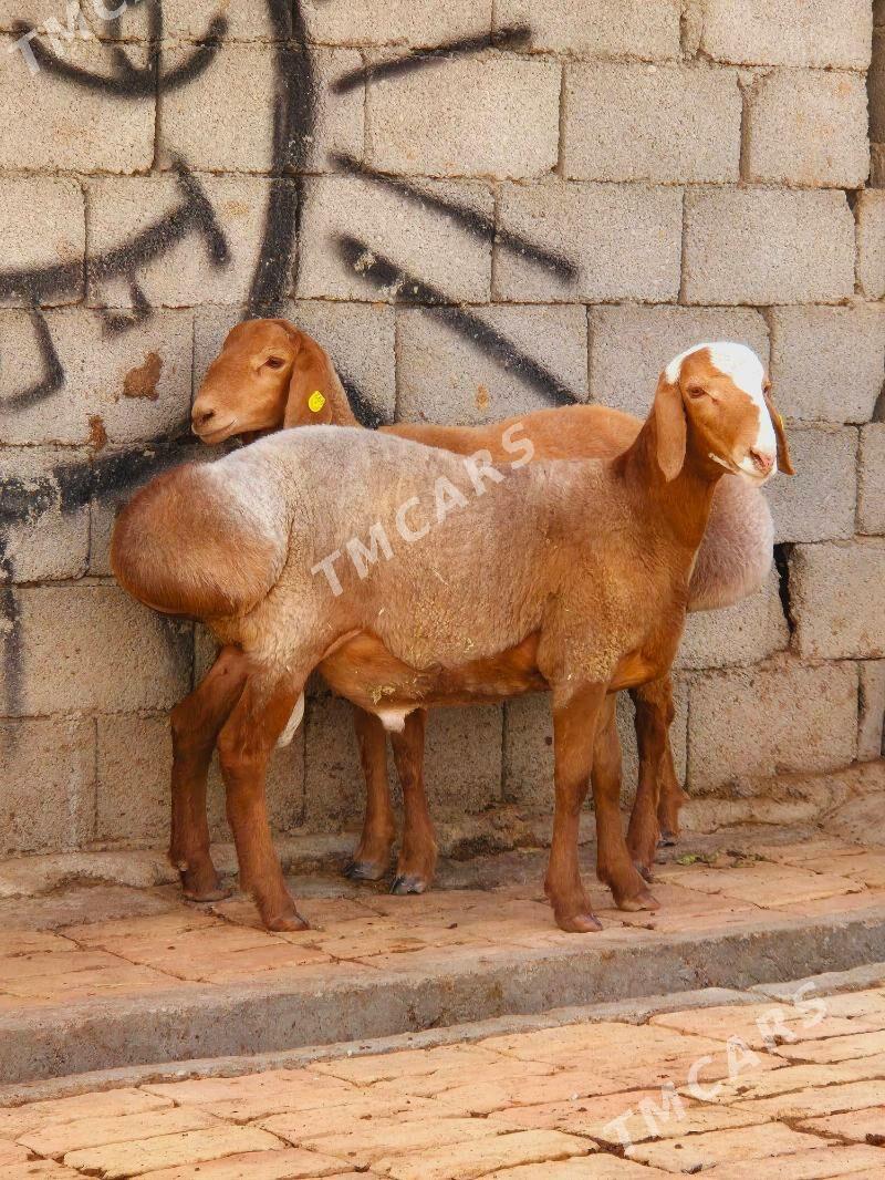 Owgan Gissar goçlar - Кëши - img 3
