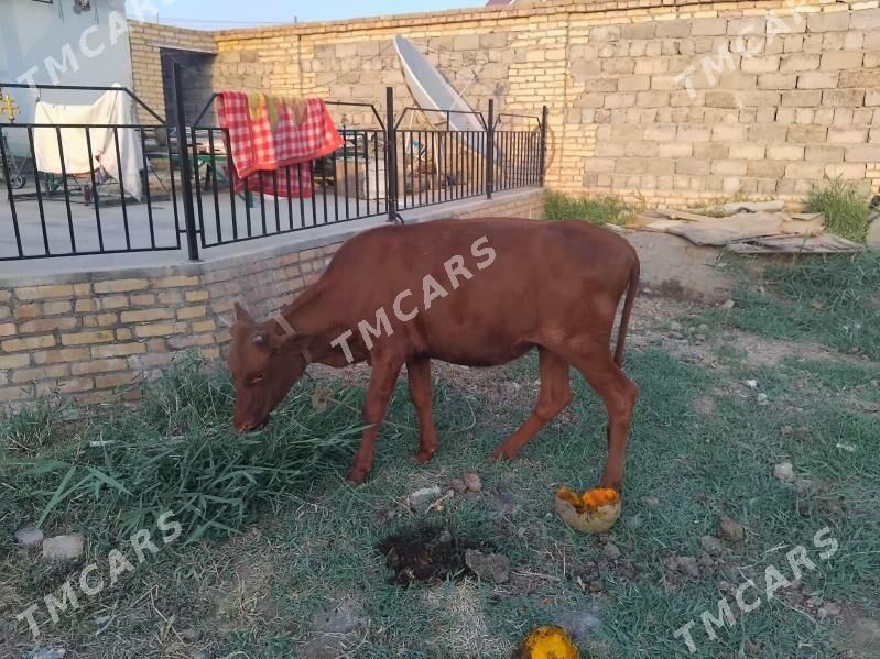 unajyn - Türkmenabat - img 2