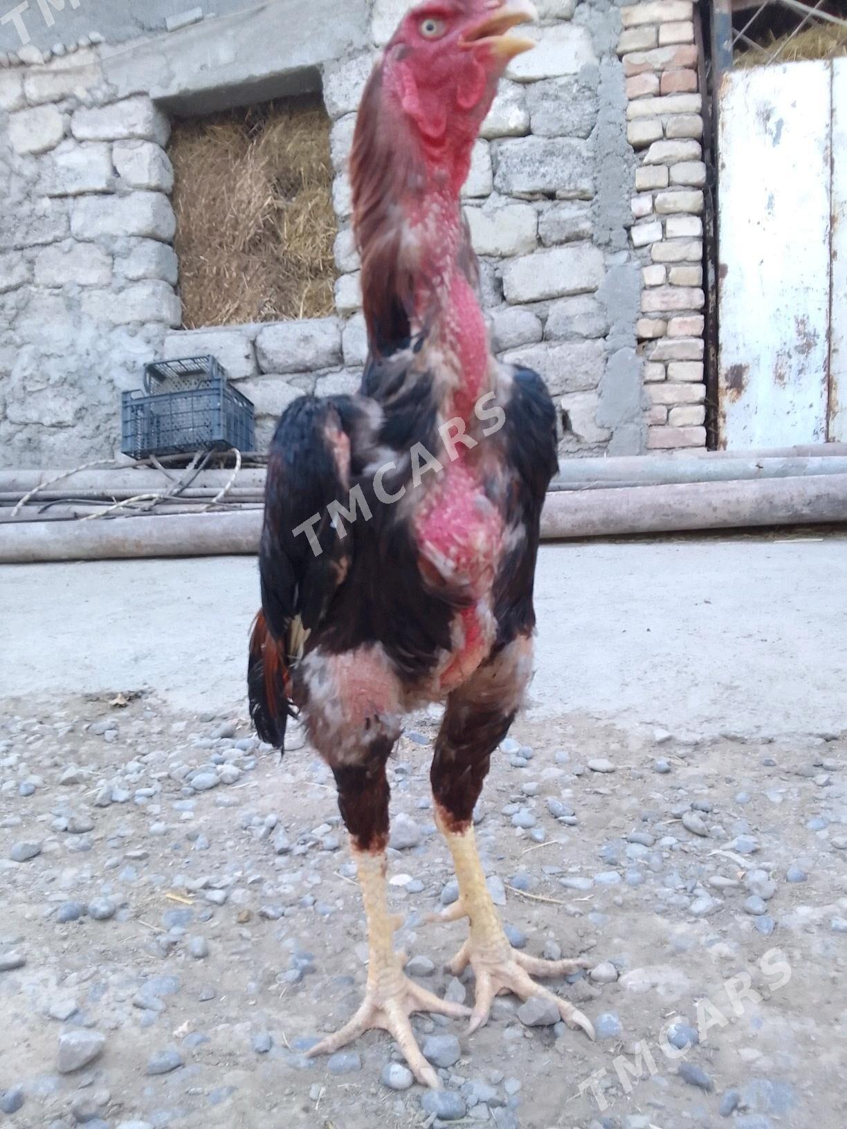 Taşgent Horoz - Гёкдепе - img 2