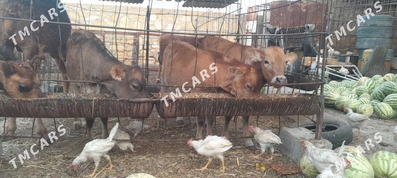 öküzçe - Gyzylarbat - img 3
