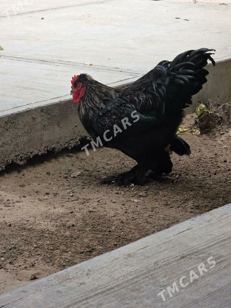 brama juyje horaz - Aşgabat - img 5