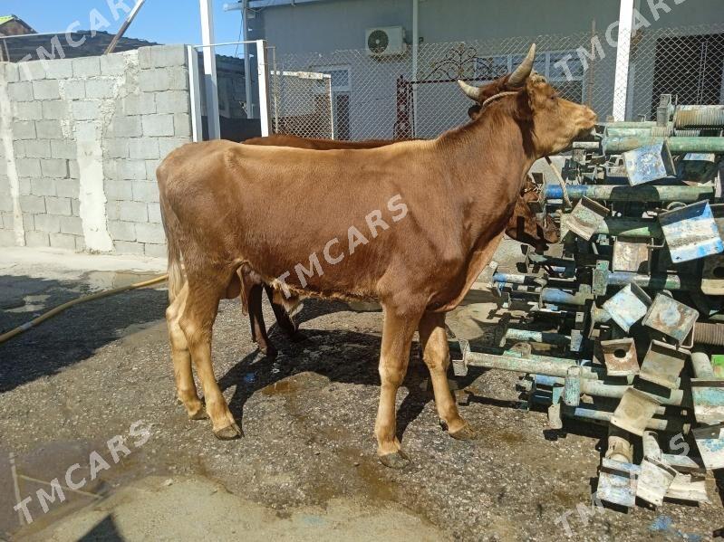 öküz - Aşgabat - img 2