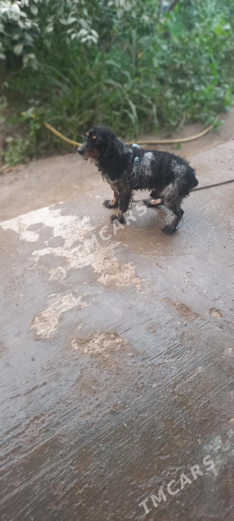 Arassa  rus spaniel - Дашогуз - img 2