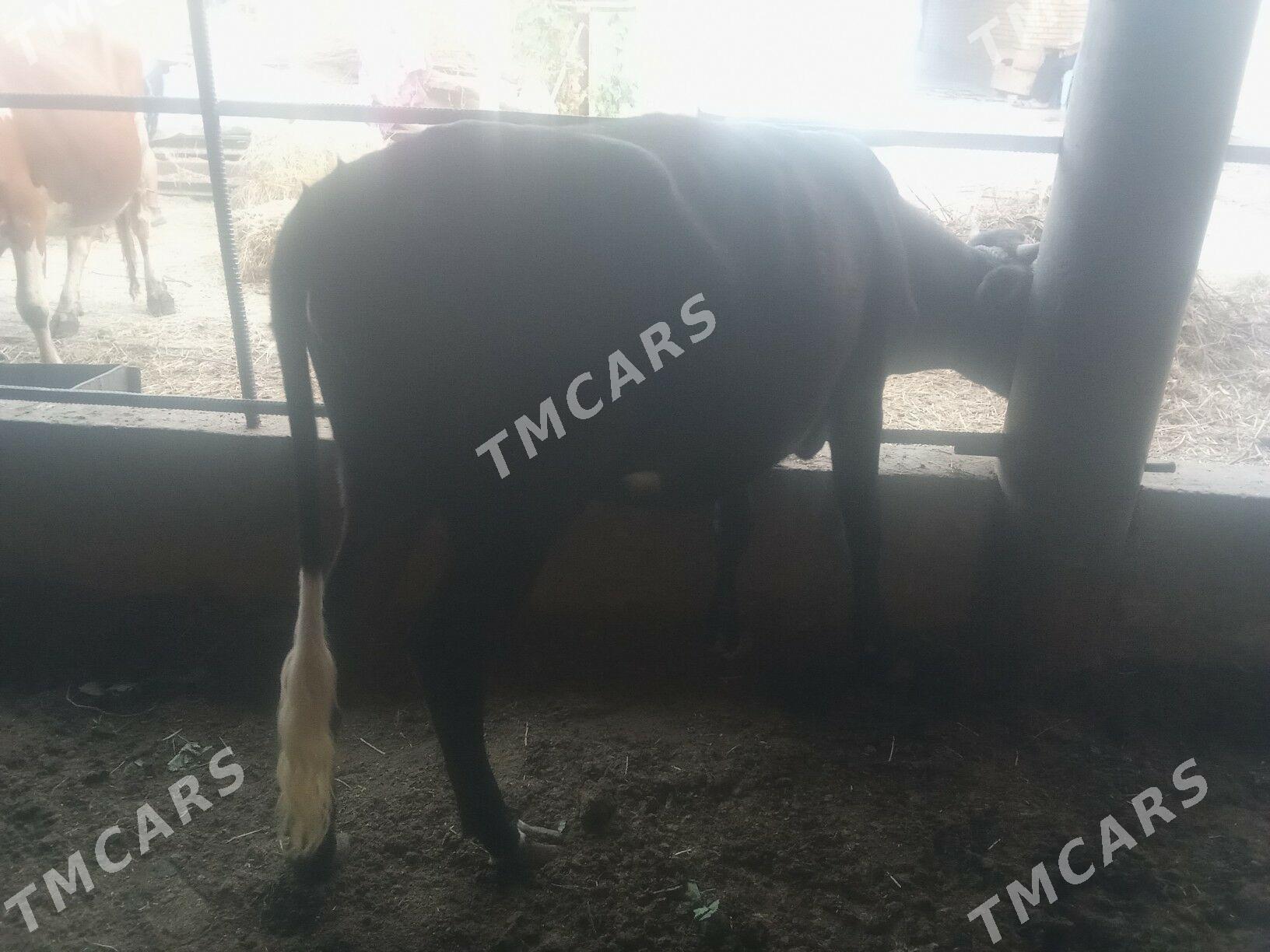 metis unacin ew okuzce - Сакар - img 2