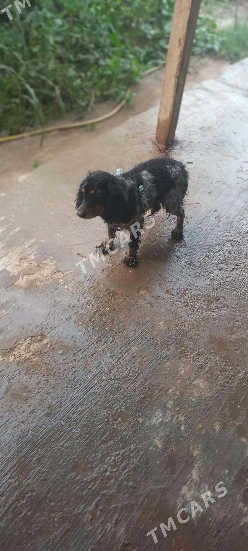Arassa  rus spaniel - Дашогуз - img 3